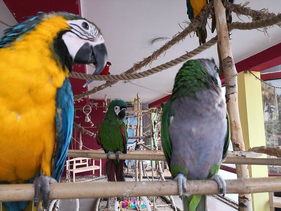 Moja Mała Papugarnia